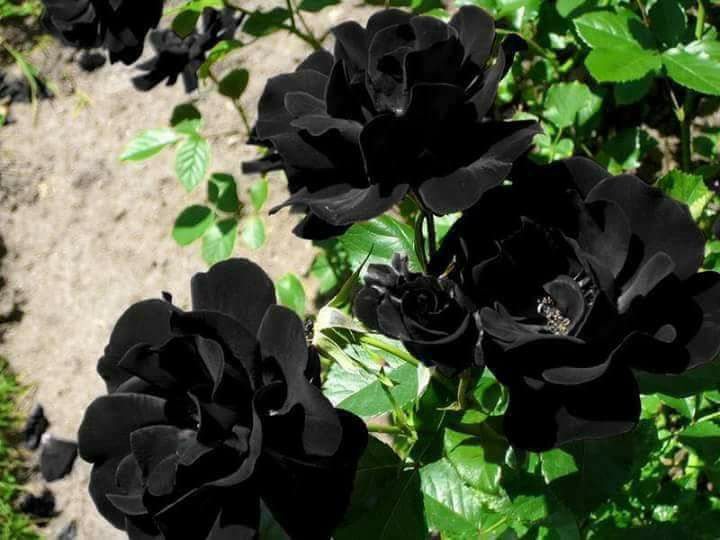  الورود السوداء P_15584erjd1