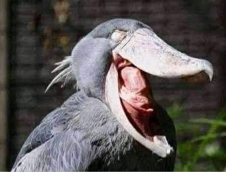 نقره لعرض الصورة في صفحة مستقلة