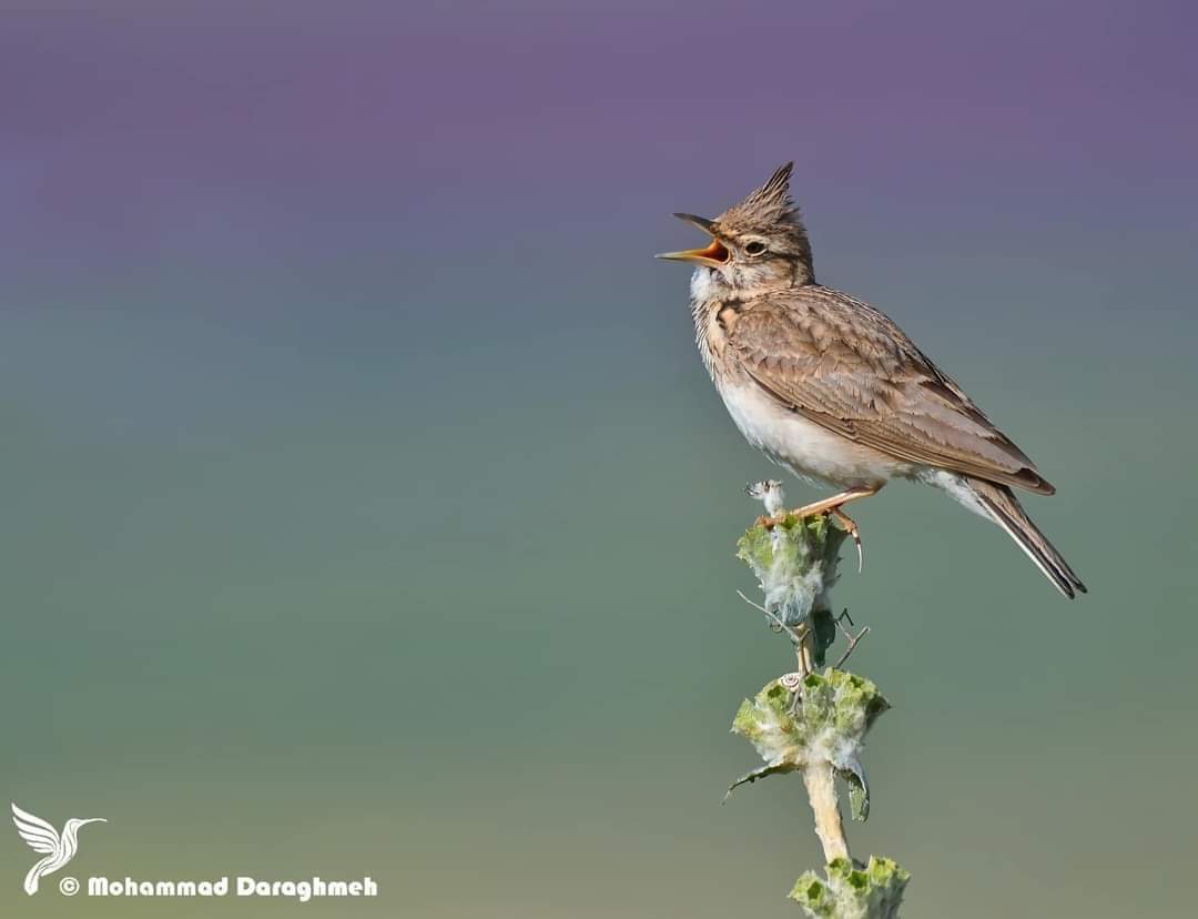 ���� ���� ������ �� ���� ������