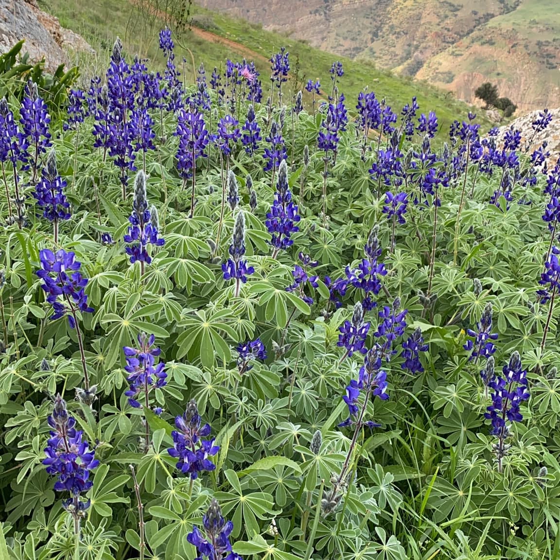 ترمس شعري