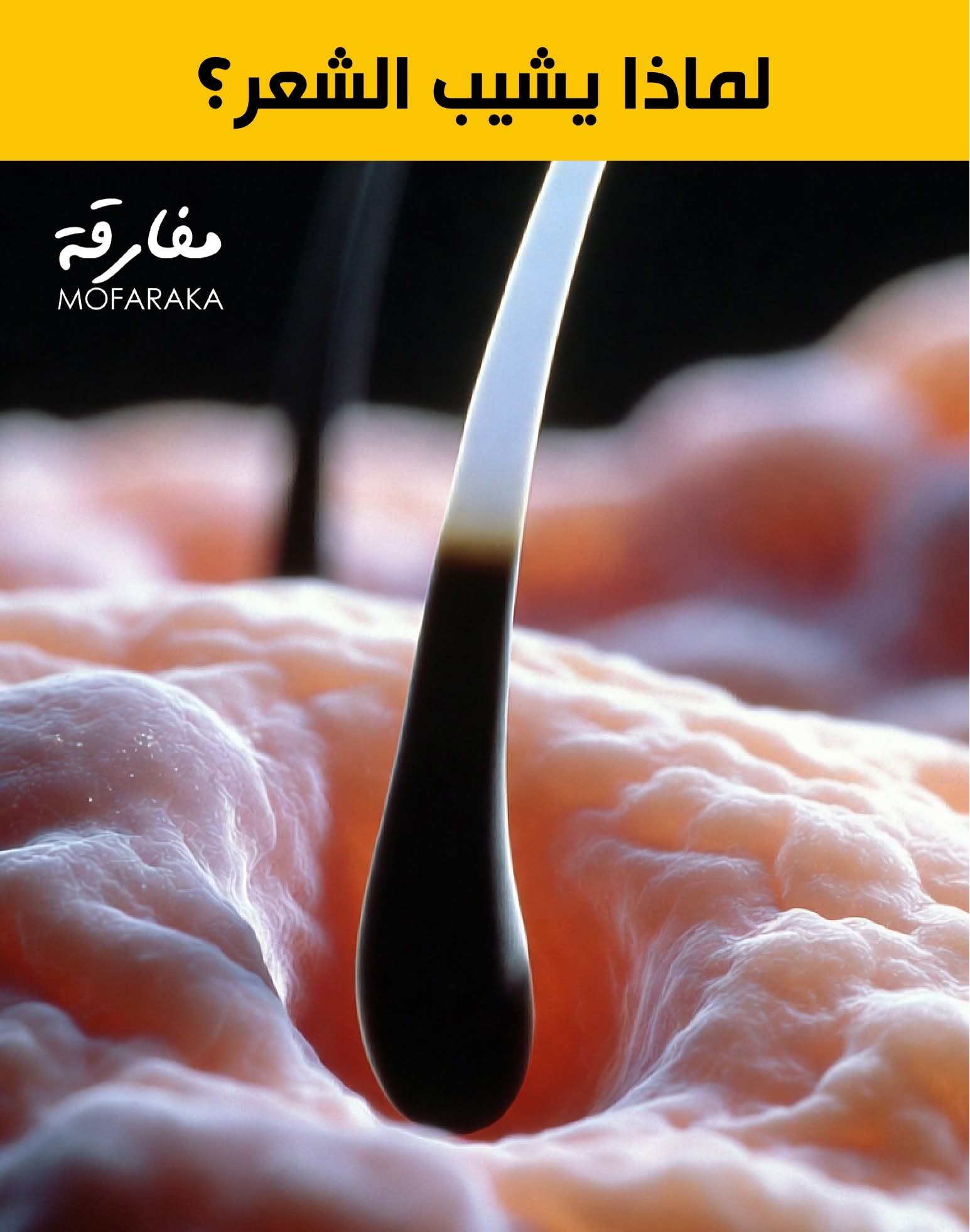 ����� ���� ����ѿ 