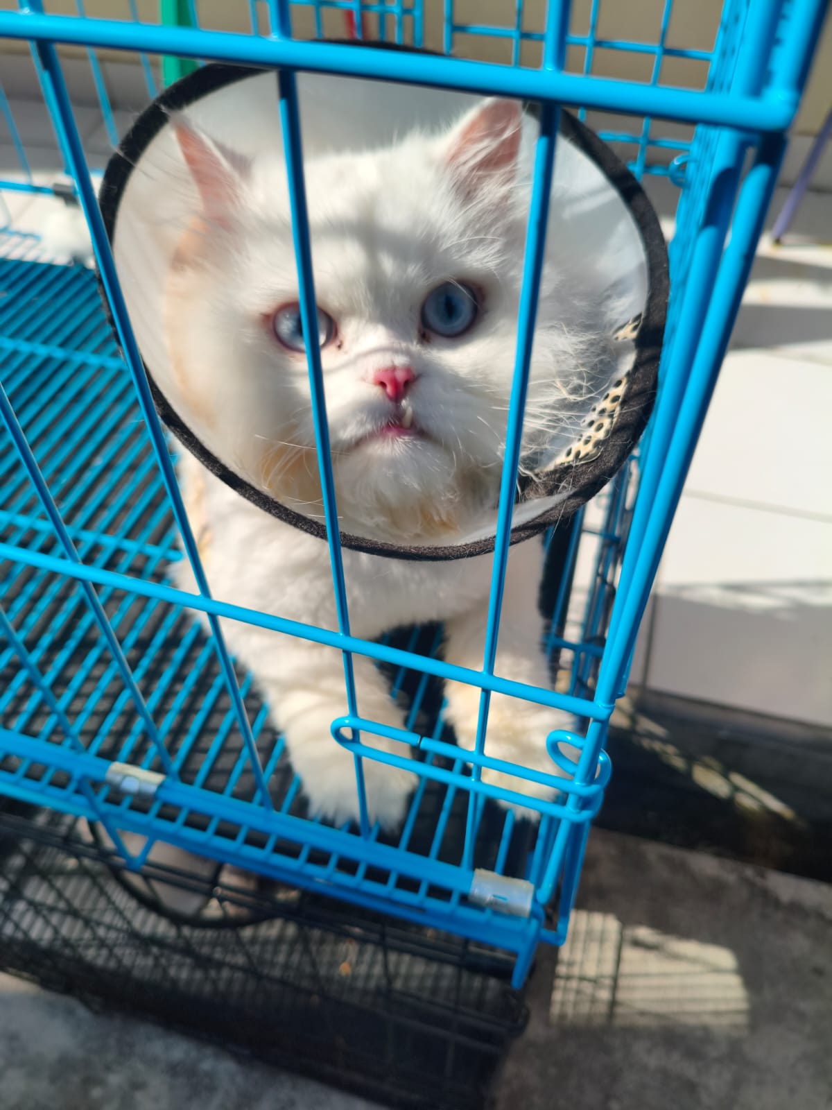 Loki si kucing nakal dan playful