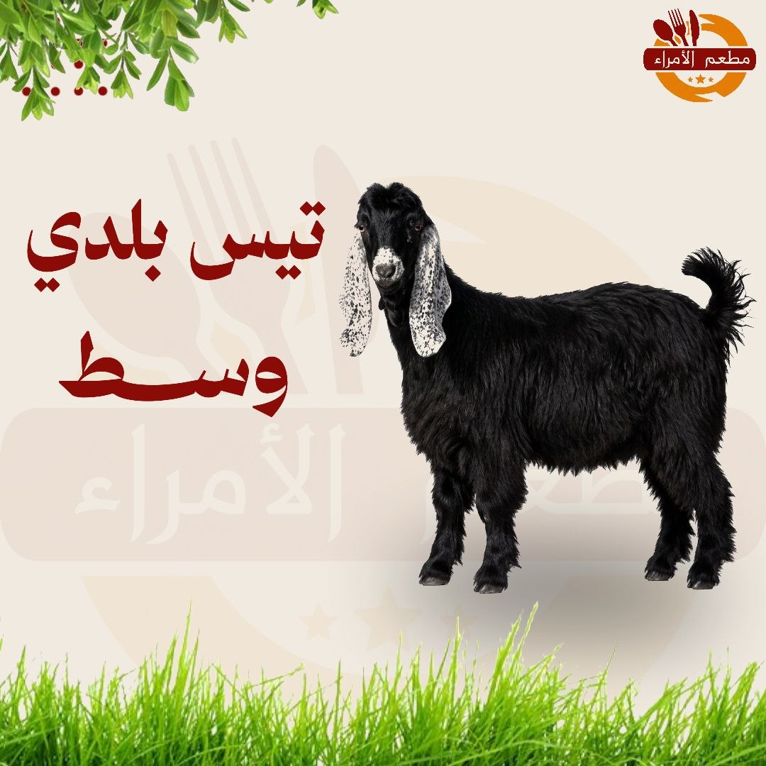 تيس بلدي وسط