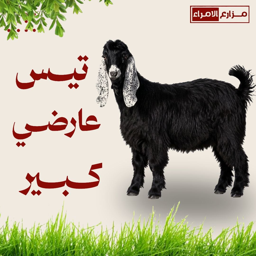تيس عارضي كبير