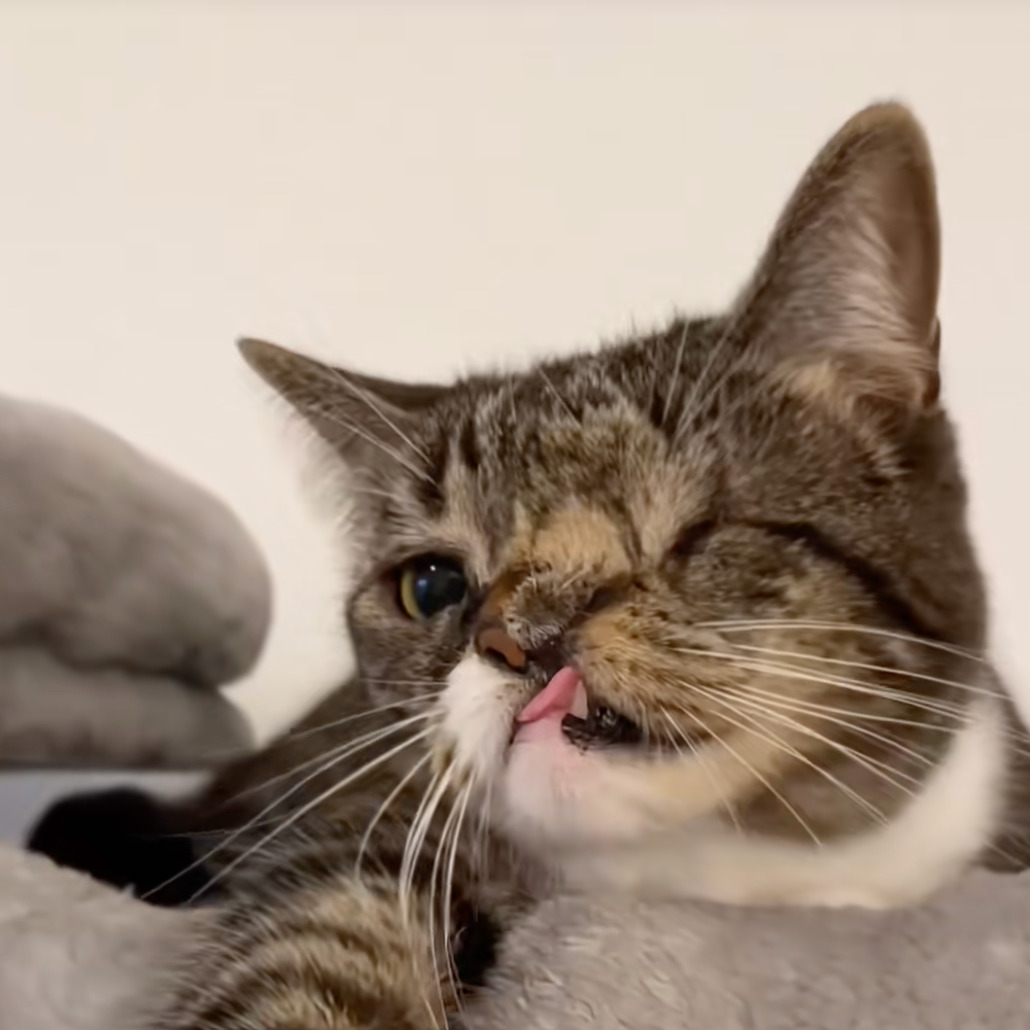 Please Help My Cat Fight Cancer Every Donation Counts